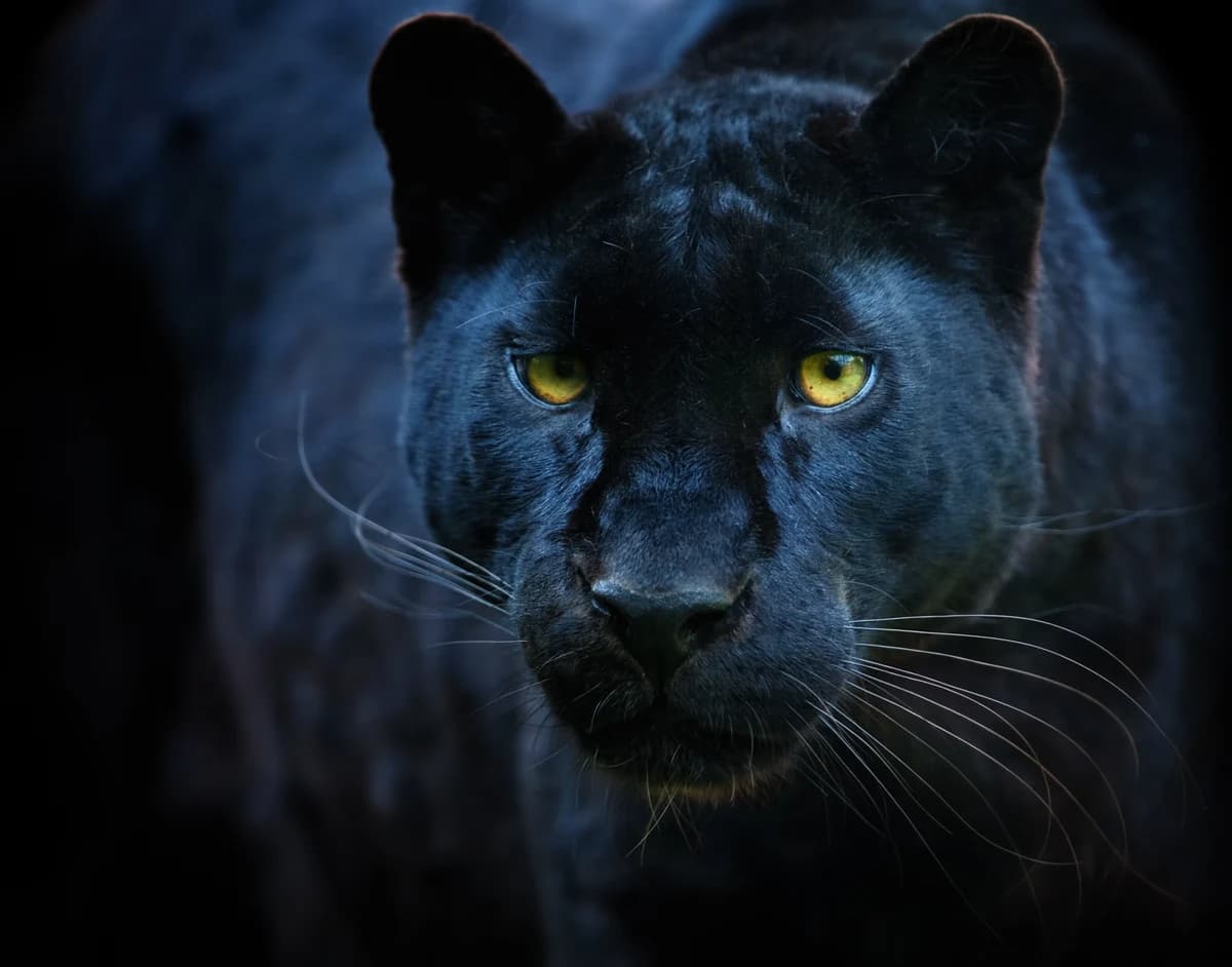 Un panthère noire — Communication Générale