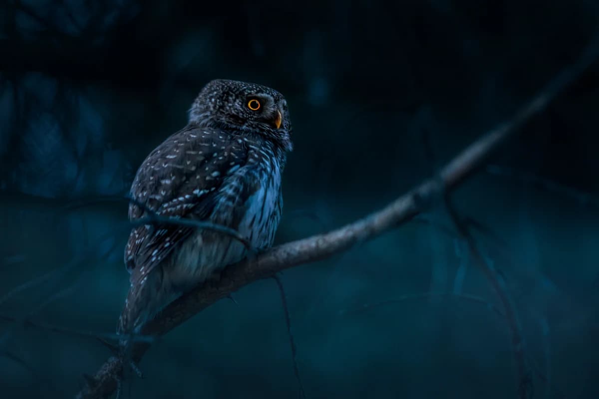 Une chouette dans la nuit — Après Vie