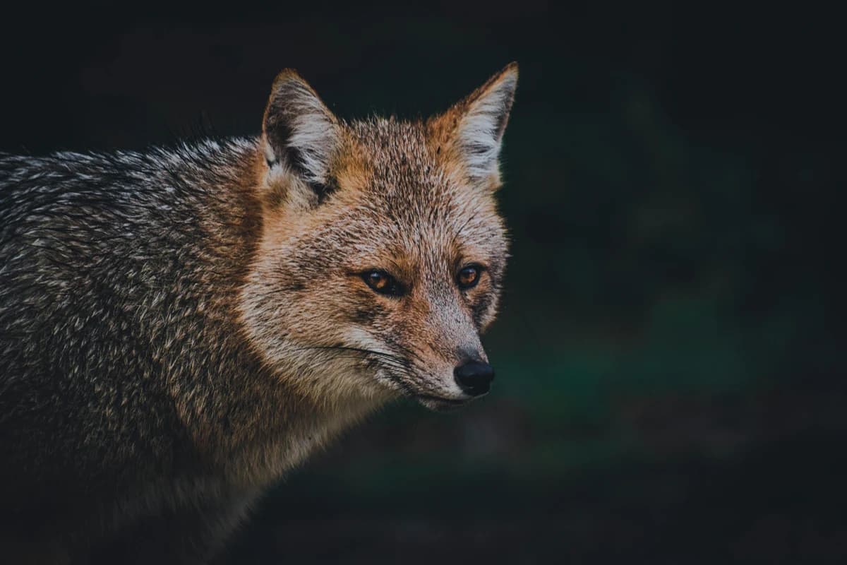 Un renard dans la pénombre — Communication Message